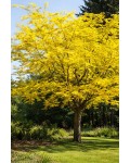 Гледичія колюча Санберст|Gleditsia triacanthos Sunburst|Гледичия трёхколючковая Санберст